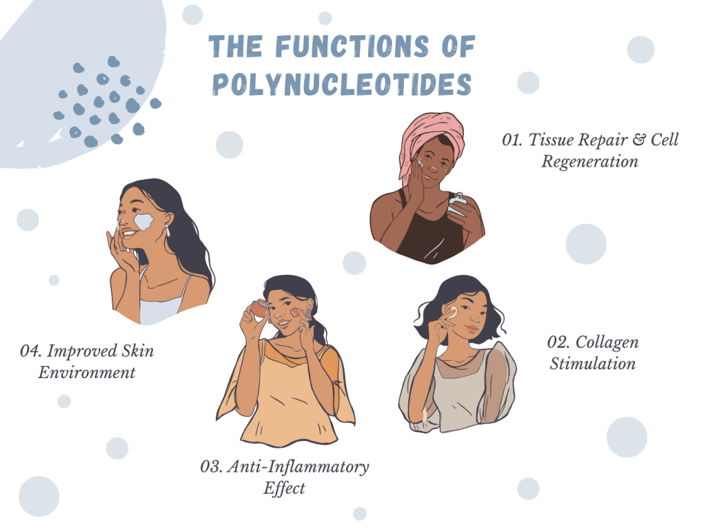 The functions of Polynucleotides